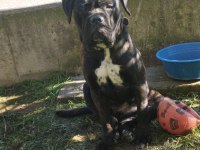 Safkan cane corso