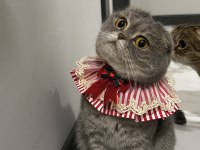 Scottish fold sağlık sebeplerinden dolayı sahiplendiriyorum