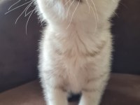 British shorthair silver yavrularımız