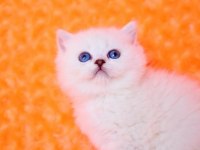 Süt Beyaz Ns1133 British Shorthair