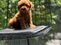 Tatlı toy poodle bebeklerim