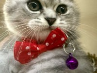 British whiskas 4 aylık