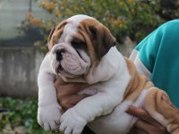 İNGİLİZ BULLDOG ŞEHİRİN DEDİKODULARI