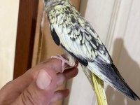41 GÜNLÜK HARİKA SULTAN PAPAĞANI BEBEK