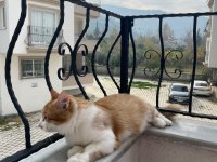 Kedimiz leo kendine yeni yuva arıyor