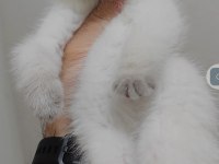 British shorthair yavrumuz