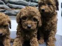 10 Ağustos Doğumlu Kore Kan Poodle Yavrular