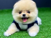 Pomeranian boo