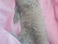Minik Scottish Fold Prenses