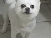 Sahiplendirilecek pomeranian boo