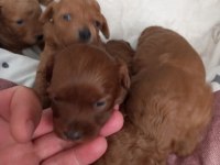 Poodle yavrularımız