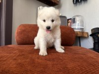 Safkan erkek samoyed yavrumuz