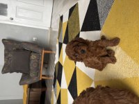 Toy poodle köpeği