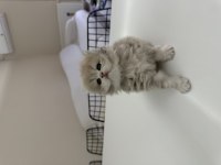 2 dişi ve 2 erkek british longhair