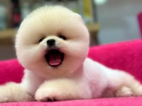Orjinal Pomeranian boo