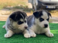 A kalite sibirya kurdu yavrularımız
