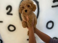 Toy poodle yavrularim orijinal ev üretimi