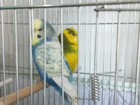 Takım muhabbet kuşu yumurtlayacak 4 veya 5 gün içinde