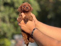 AŞILI ÇİŞ EĞİTİMLİ BÜYÜMEYEN TOY POODLE BEBEKLER 