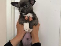 LİLAC GRİ RENK ERKEK CHİHUAHUA