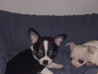 Chihuahua Puppies