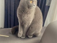 Scottish fold dişi 1,5 yaşında sağlıklı kedimiz