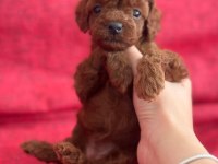 Safkan Kore poodle yavrular