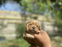 Maltipoo yavrularımız
