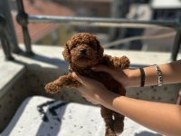 Toy poodle yavrular kaçırma
