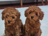 Kalite poodle tesadüf değildir