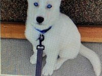 Irk ve sağlık garantili husky (sibirya kurdu) yavrular