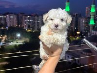Kore Maltese