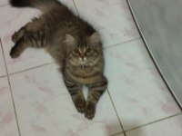 BRİTİSH LONGHAİR BAMBAM