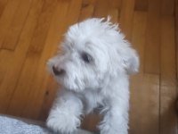 Maltese terrier 3 aylık