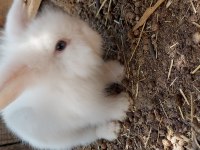 HOLLANDA LOP TAVŞANLAR