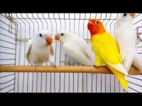 Yeni yeme düşen lutino albino cennet papağanlar