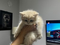 3 aylık golden british shorthair