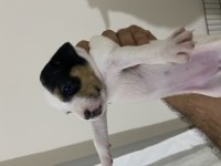 Jack Russell Yavrular