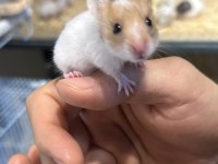 Sevimli hamster yavrular