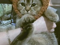British shorthair ny serisi kedimize dişi eş arıyoruz
