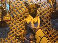 Sağlam Kan Hattı İri Malinois Oğlanlar