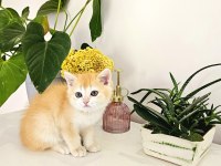 BRITISH SHORTHAIR OYUN HAMURU