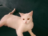 VAN KEDİSİ PRENSESE ÖMÜRLÜK YUVA