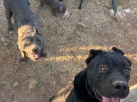 Dişi erkek eş cane corso