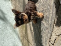 Ocaen pearl yorkshire terrier