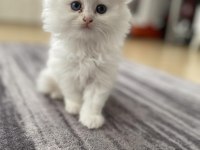 Yavrularımız sahiplendirilecek british longhair