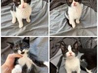 SMOKİN YAVRU KEDİLER