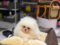 POMERANAİN BOO 3 AYLIK