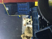 Pomeranian 3 aylık Erkek Acil sahiplendirilecektir