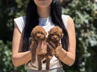 Orjinal Teacup Kore Poodle Bebekler